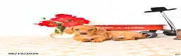 Miniature Dachshund dogs for sale: Sally - Ad 3
