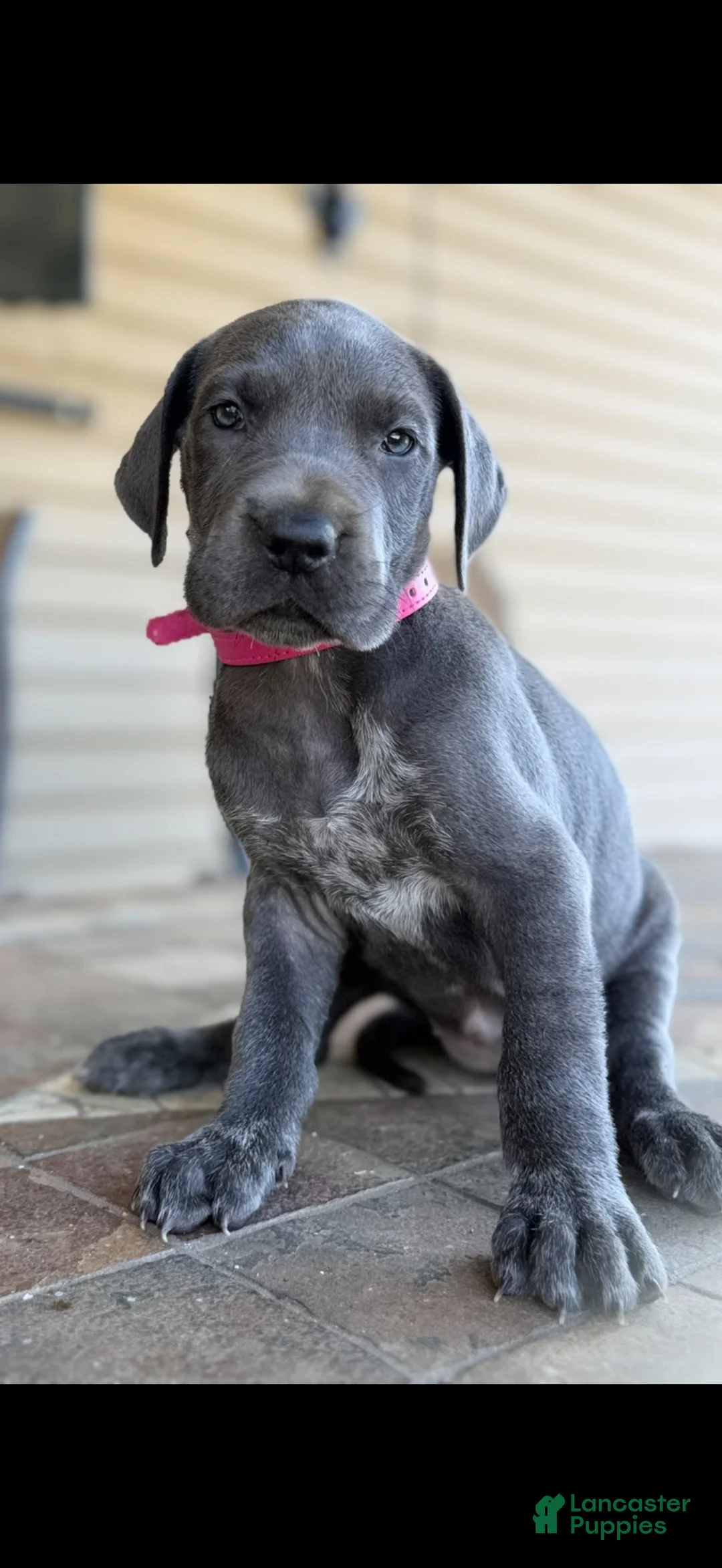 Great Dane dogs for sale: Great Dane 1 - Ad 2