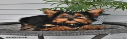 Yorkshire Terrier dogs for sale: Ranger - Ad 9