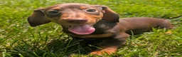 Miniature Dachshund dogs for sale: Comet - Ad 5