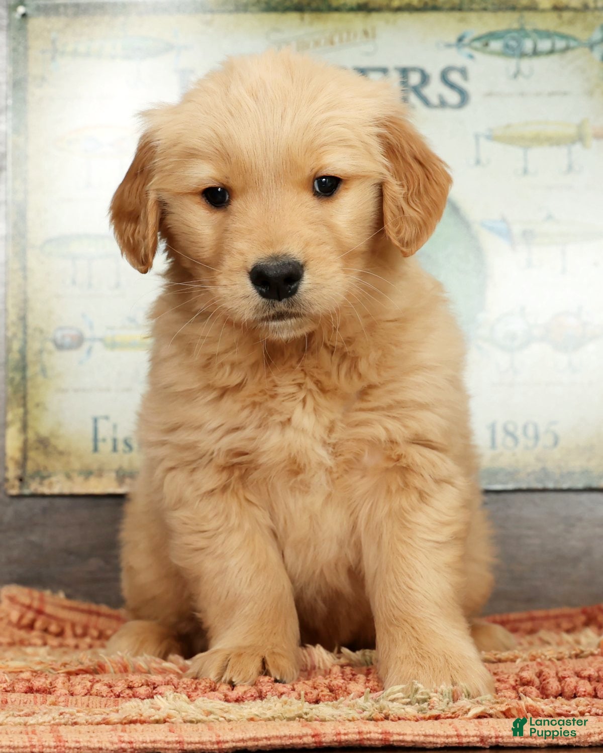 Golden Retriever dogs Dewy - Ad 1