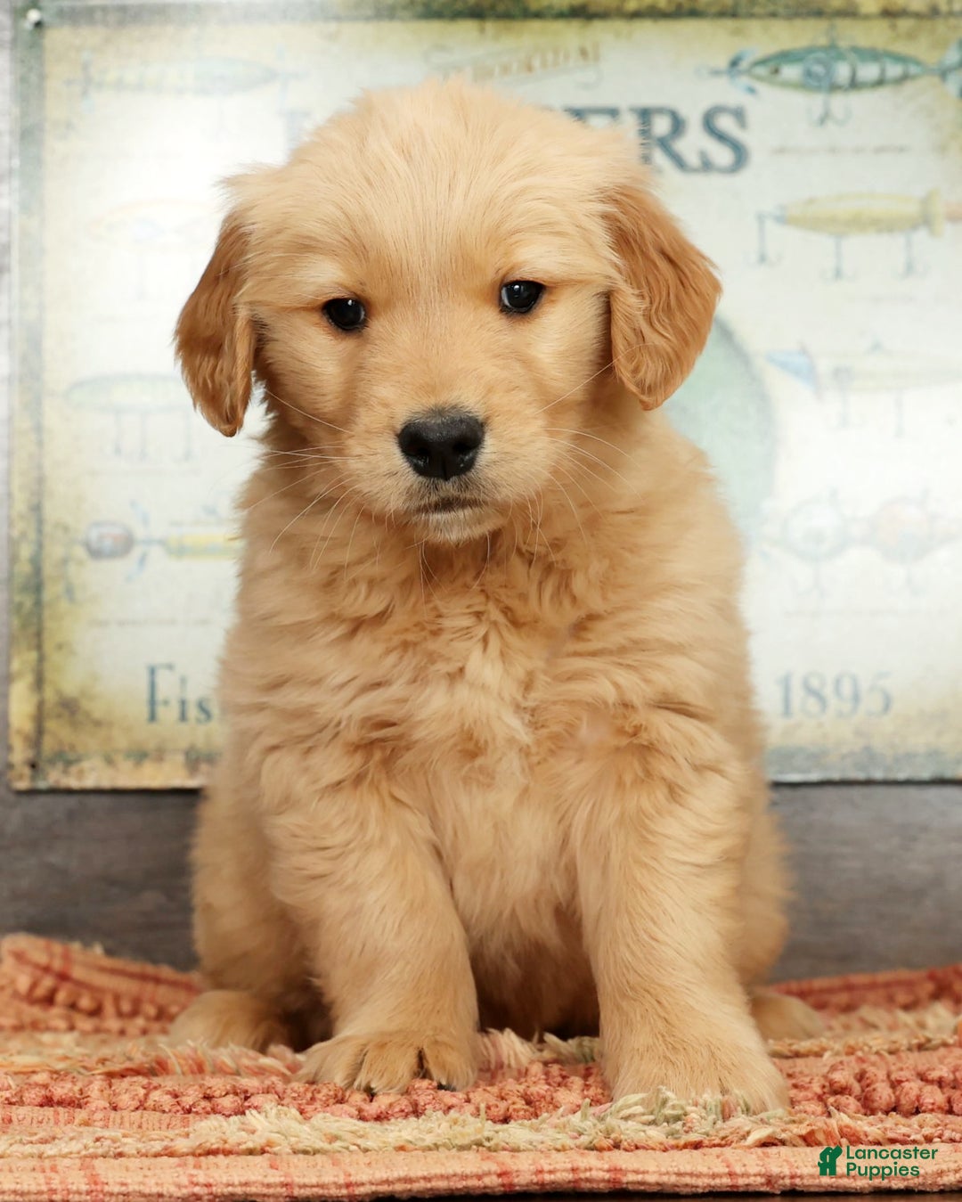Golden Retriever dogs for sale: Dewy - Ad 1