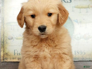 Golden Retriever dogs Dewy - Ad 1