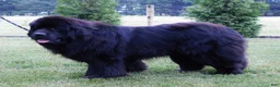 Newfoundland dogs for sale: “ Margo”  - Ad 13