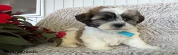 Teddy Bear dogs for sale: Duke - Ad 3