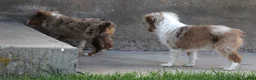 Toy Australian Shepherd dogs for sale: Cliff red merle - Ad 3