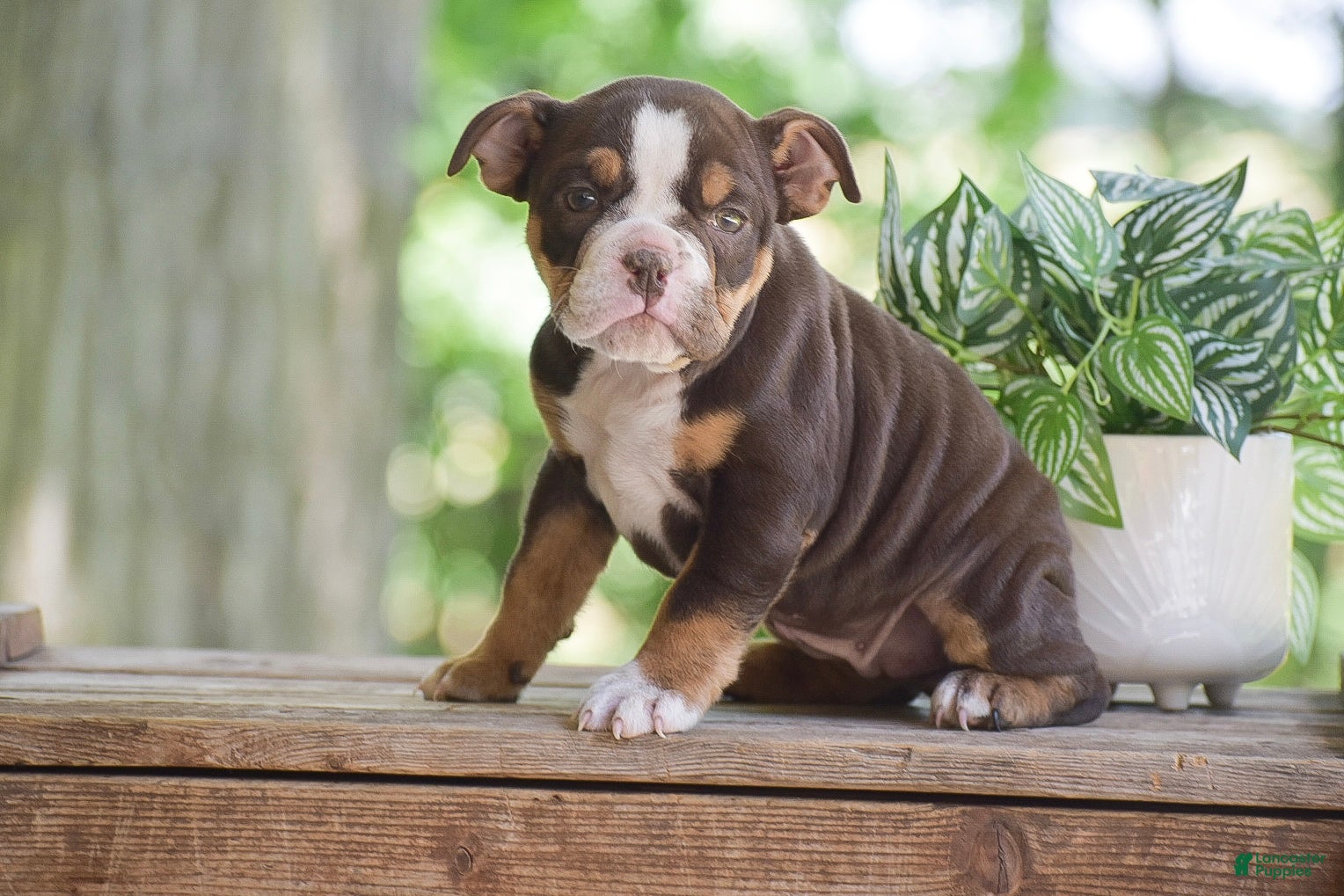 Olde English Bulldogge dogs Ava - Ad 1