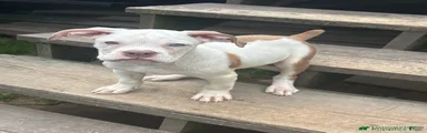 Puppy 2