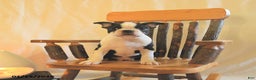 Boston Terrier dogs for sale: Greg - Ad 1