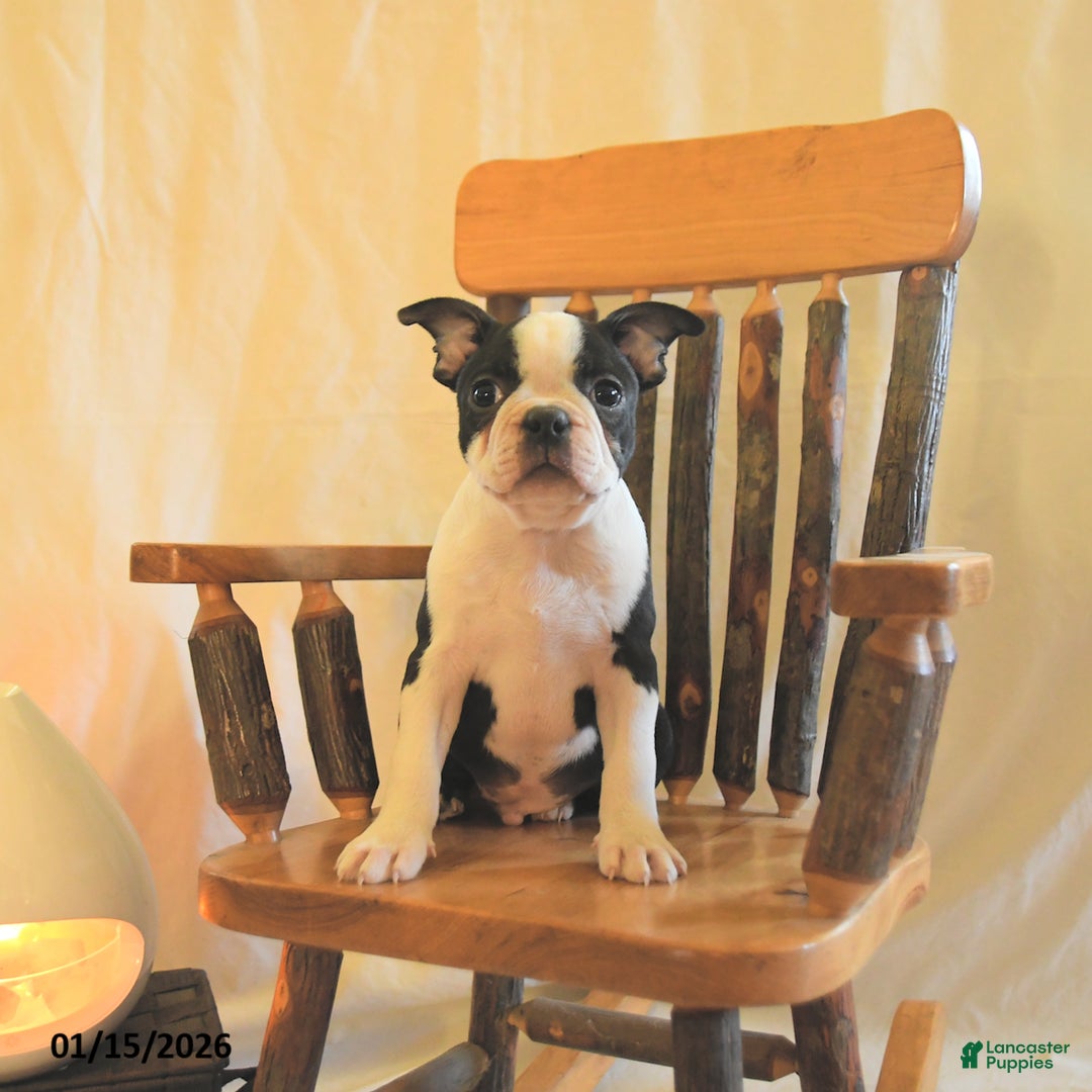 Boston Terrier dogs for sale: Greg - Ad 1