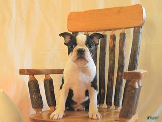 Boston Terrier dogs Greg - Ad 19