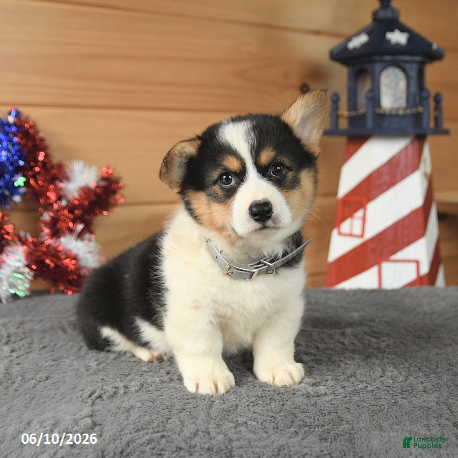 Welsh Corgi Pembroke dogs Samuel Adams - Ad 2