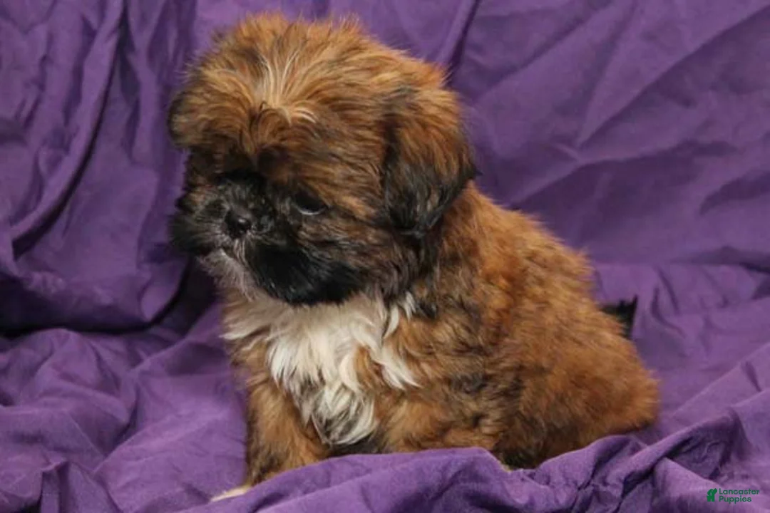 Shih Tzu dogs for sale: Smudge - Ad 2
