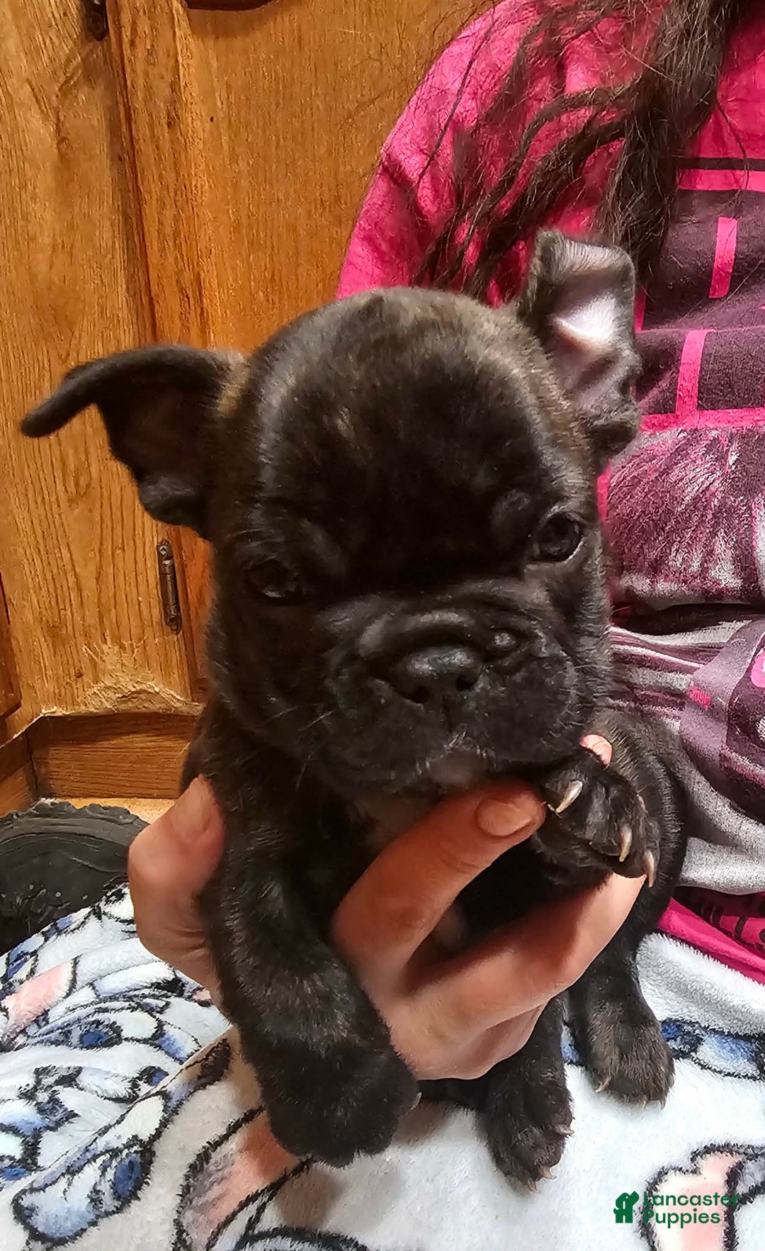 French Bulldog dogs for sale: Toby - Ad 2