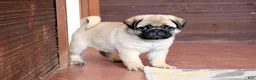 Pug dogs for sale: Garth - Ad 7