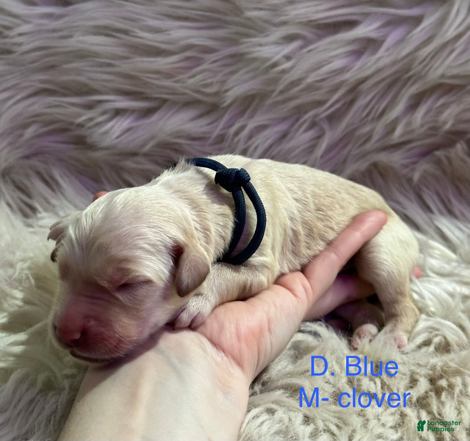 Goldendoodle dogs Goldendoodle Puppy 2 - Ad 6