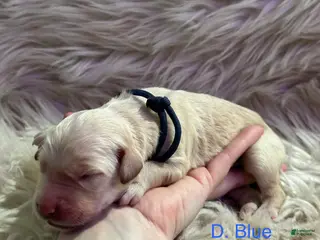 Goldendoodle dogs Goldendoodle Puppy 2 - Ad 6