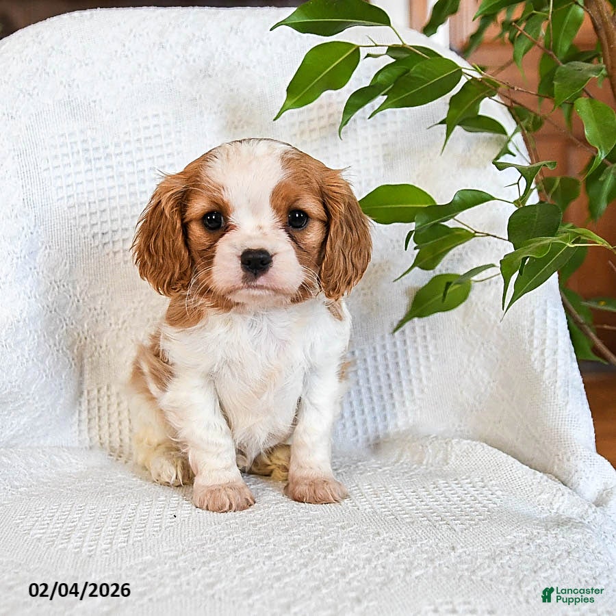 Mixed Breed dogs Mocha - Ad 8