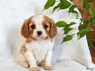 Mixed Breed dogs Mocha - Ad 8