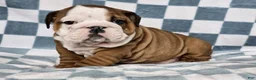 English Bulldog dogs for sale: Rex - Ad 4
