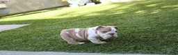 English Bulldog dogs for sale: English Bulldog Puppy 1 - Ad 4