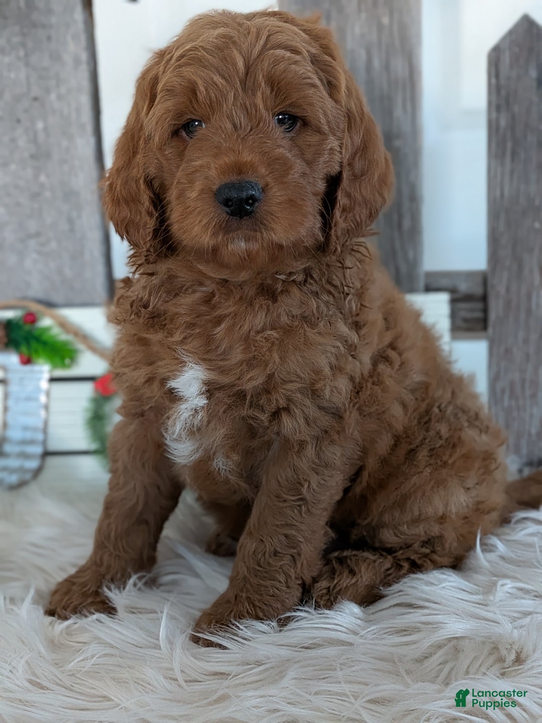 Goldendoodle dogs for sale: Rover  - Ad 4