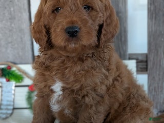 Goldendoodle dogs Rover - Ad 10