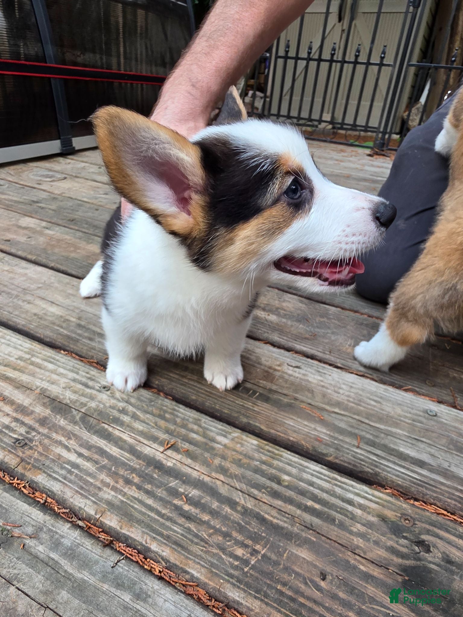Welsh Corgi Pembroke dogs Welsh Corgi Pembroke 6 - Ad 2