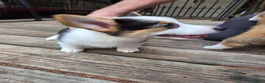 Welsh Corgi Pembroke 6