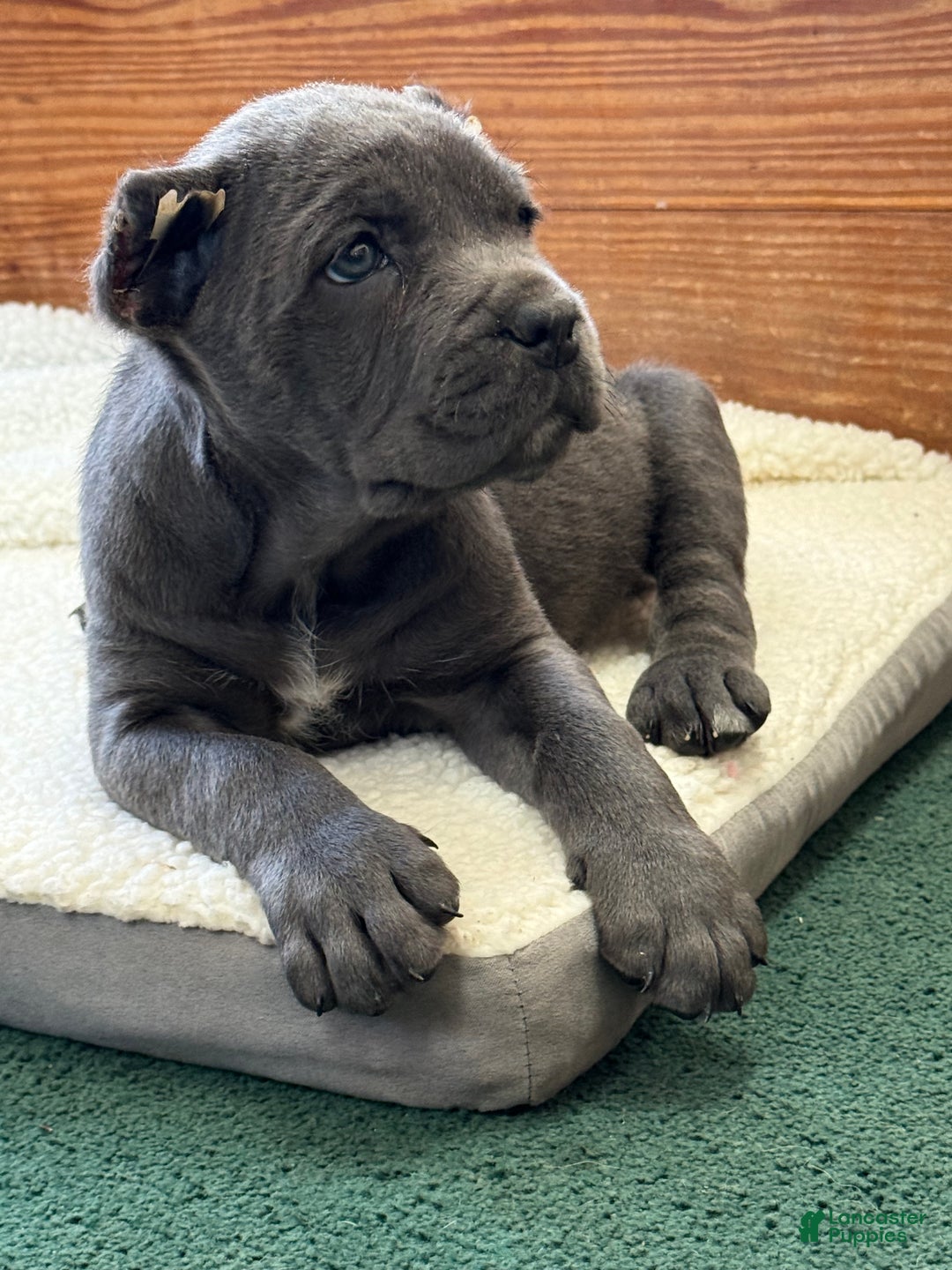 Cane Corso dogs for sale: Bella - Ad 1