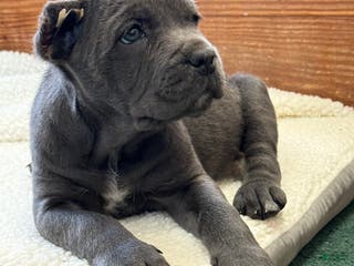 Cane Corso dogs Bella - Ad 19
