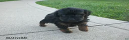 Yorkiepoo dogs for sale: Jill - Ad 11