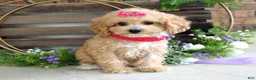 Maltipoo dogs for sale: Everly - Ad 10