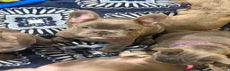 French Bulldog dogs for sale: French Bulldog 6 - Ad 5