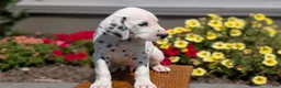 Dalmatian dogs for sale: Riley - Ad 7