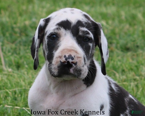 Great Dane dogs Molly - Ad 34