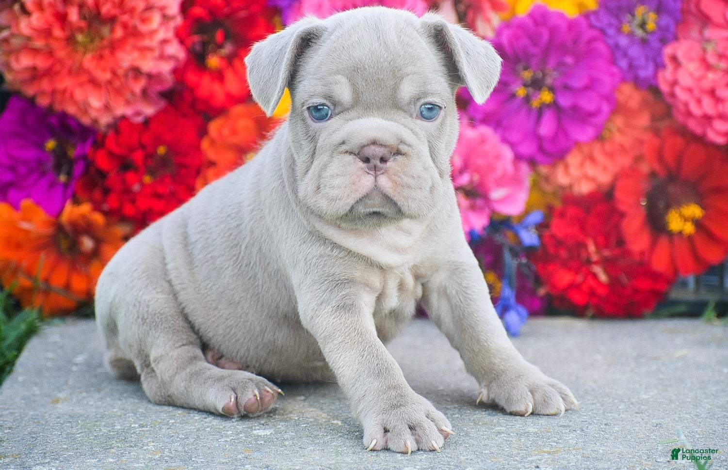 French Bulldog dogs Charlotte - Ad 1