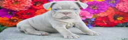 French Bulldog dogs for sale: Charlotte - Ad 1