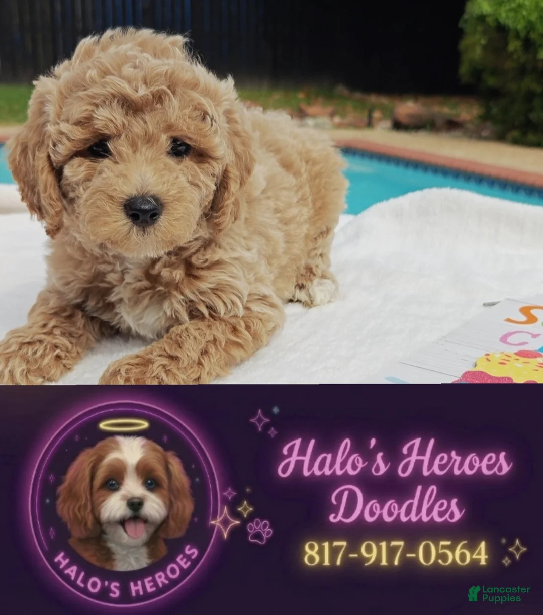 Mixed Breed dogs for sale: Toby Goldendoodle-Cavapoo 817-917-0564 - Ad 1