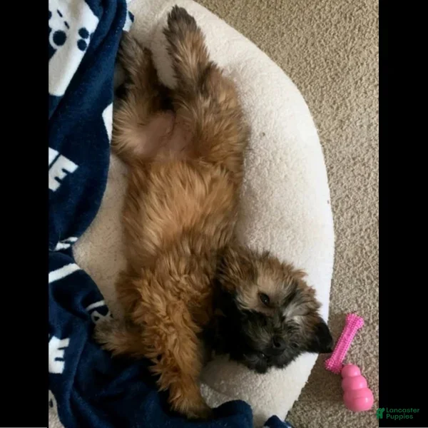 Soft Coated Wheaten Terrier dogs Gretta  - Ad 1