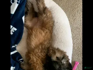 Soft Coated Wheaten Terrier dogs for sale: Gretta - Ad 1