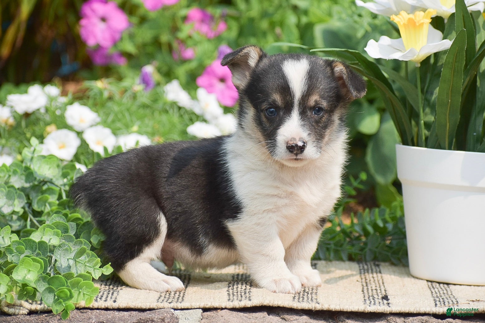 Welsh Corgi Pembroke dogs Conrad - Ad 2