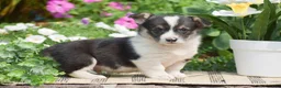 Welsh Corgi Pembroke dogs for sale: Conrad - Ad 2