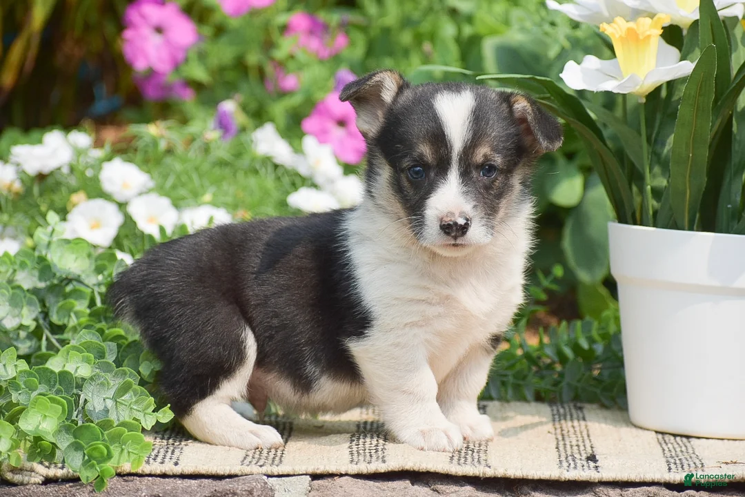 Welsh Corgi Pembroke dogs for sale: Conrad - Ad 2