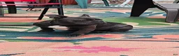 Mixed Breed dogs for sale: Glitter Mixed Breed Puppy 1 - Ad 3