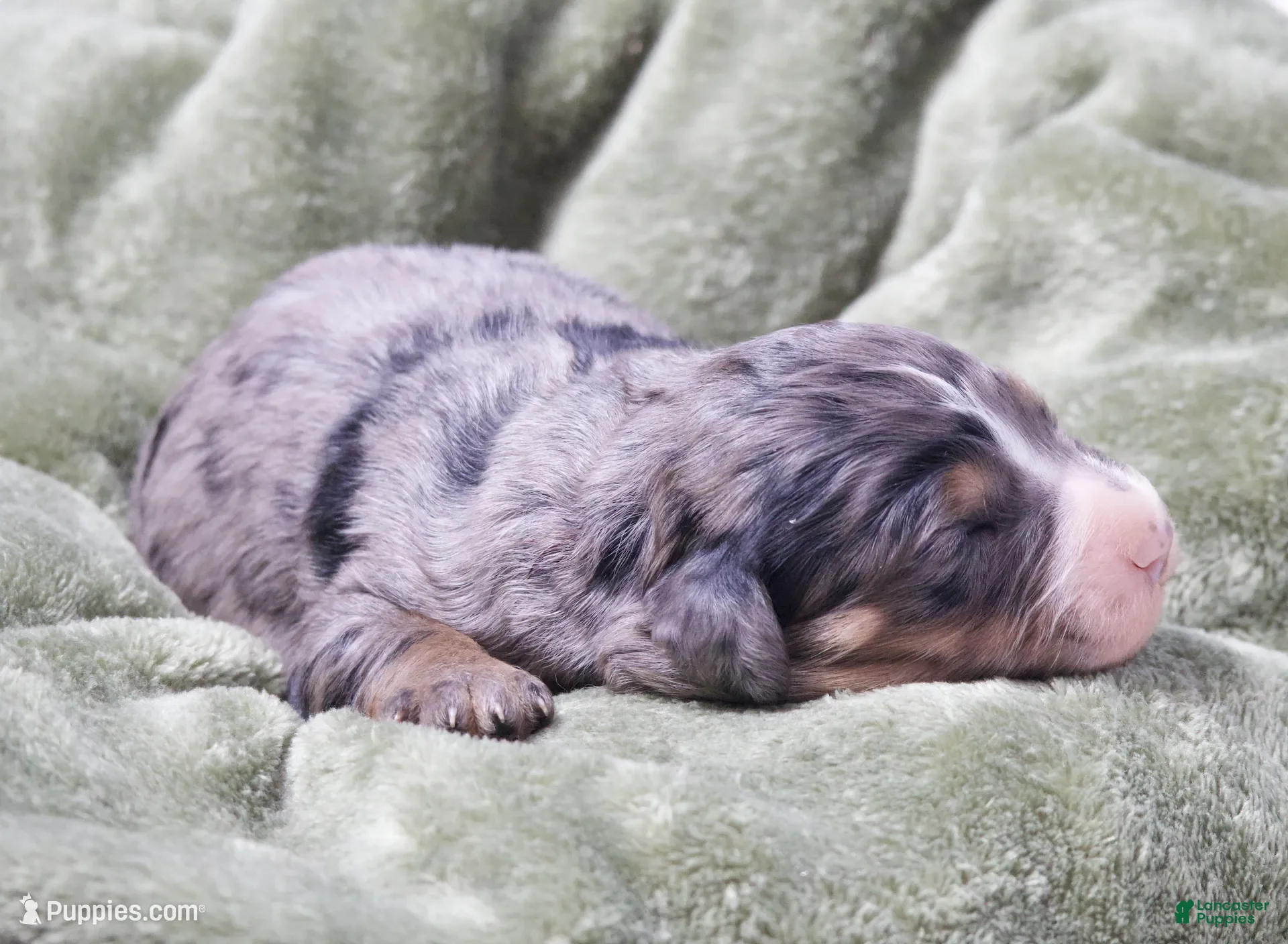 Mini Bernedoodle dogs for sale: Jaxon - Ad 1
