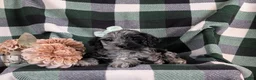 Cockapoo dogs for sale: Kendra - Ad 6