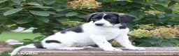 Mixed Breed dogs for sale: Sunny - Ad 4