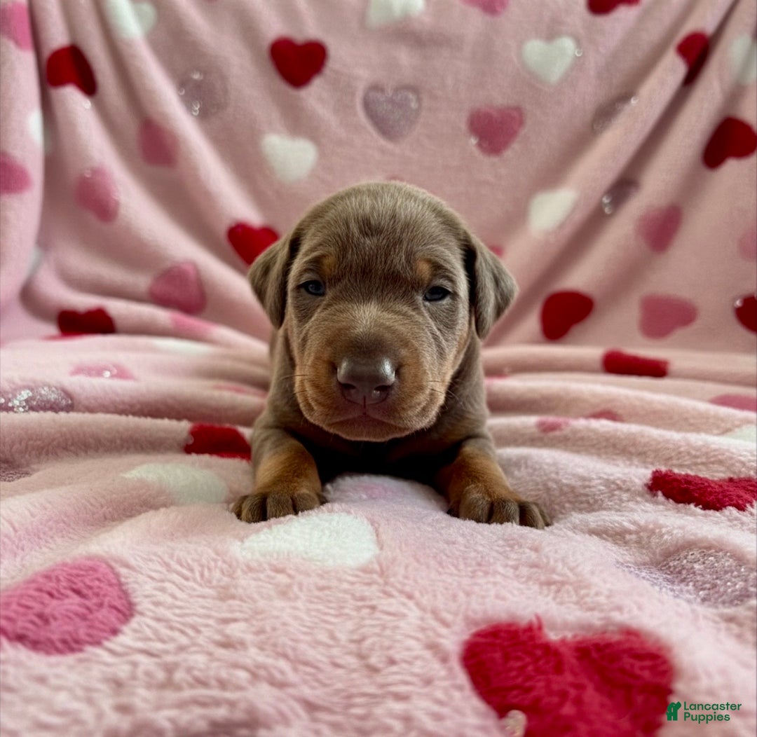 Doberman Pinscher dogs for sale: Cupid health tested parents - Ad 1