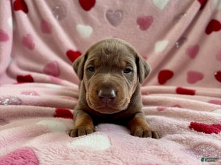 Doberman Pinscher dogs Cupid health tested parents - Ad 29